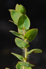 Arctostaphylos purissima purissima