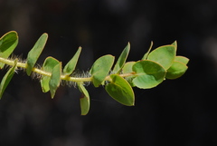 Arctostaphylos purissima purissima