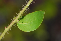 Arctostaphylos purissima purissima