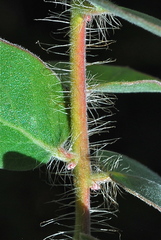 Arctostaphylos purissima purissima