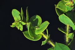 Arctostaphylos purissima purissima