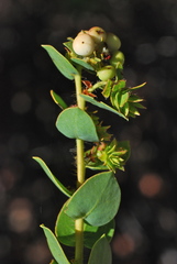 Arctostaphylos purissima purissima