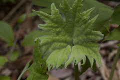 Petasites tatewakianus
