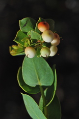 Arctostaphylos purissima purissima