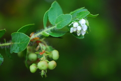 Arctostaphylos purissima purissima