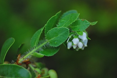 Arctostaphylos purissima purissima