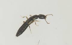 Xantholinus linearis