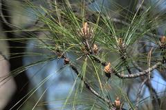 Pinus roxburghii