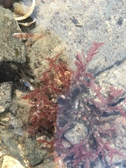 Chondrus crispus