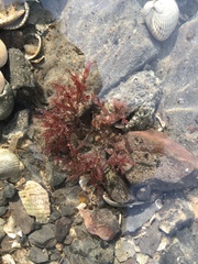 Chondrus crispus
