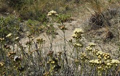 Senecio filaginoides