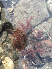 Chondrus crispus