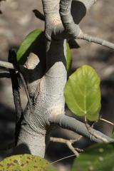 Ficus auriculata