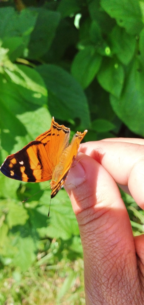 Orange Mapwing