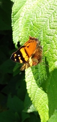 Hypanartia lethe