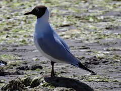 Chroicocephalus maculipennis