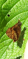 Hypanartia lethe