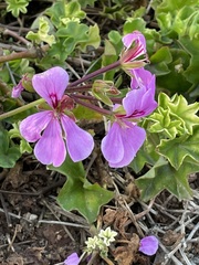 Ciconium