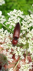 Elateridae