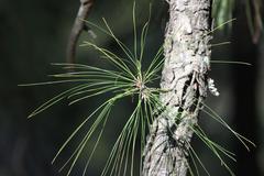 Pinus roxburghii