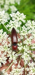 Elateridae