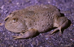 Lepidobatrachus llanensis
