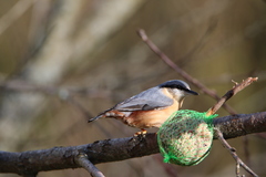 Sitta europaea