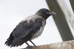 Corvus cornix
