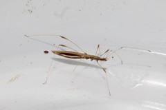 Neides aduncus