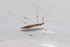 Neides aduncus
