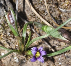 Romulea columnae