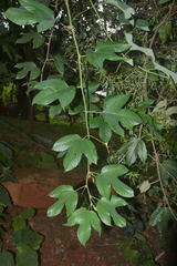 Passiflora setacea