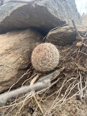 Escobaria chihuahuensis