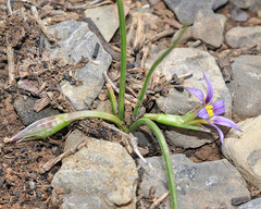 Romulea columnae