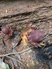 Langsdorffia hypogaea