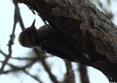 Dendrocoptes auriceps