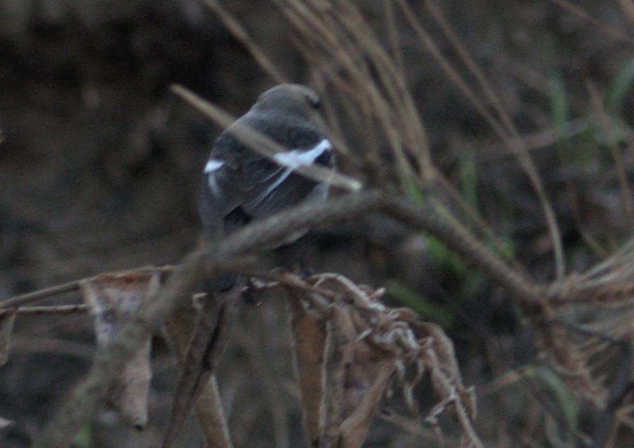 Blue-capped Redstart