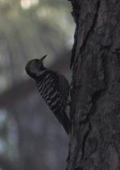 Dendrocoptes auriceps