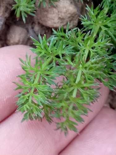 Daucus crinitus (Daucus crinitus)