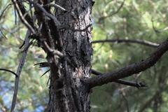 Dendrocoptes auriceps