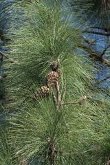 Pinus roxburghii