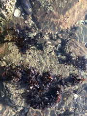 Chondrus crispus