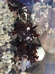 Chondrus crispus