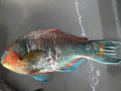 Scarus hoefleri