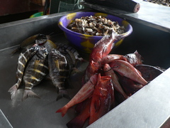 Diplodus fasciatus
