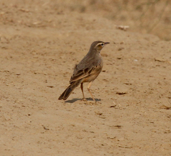 Anthus similis