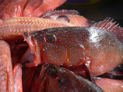 Cephalopholis taeniops