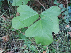 Pueraria montana lobata
