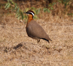 Cursorius coromandelicus