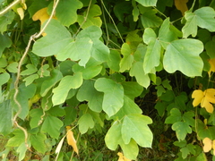 Pueraria montana lobata